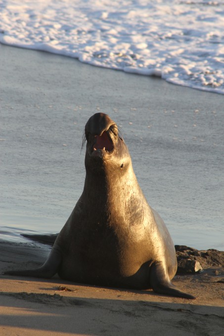 elephant seals san simeon california